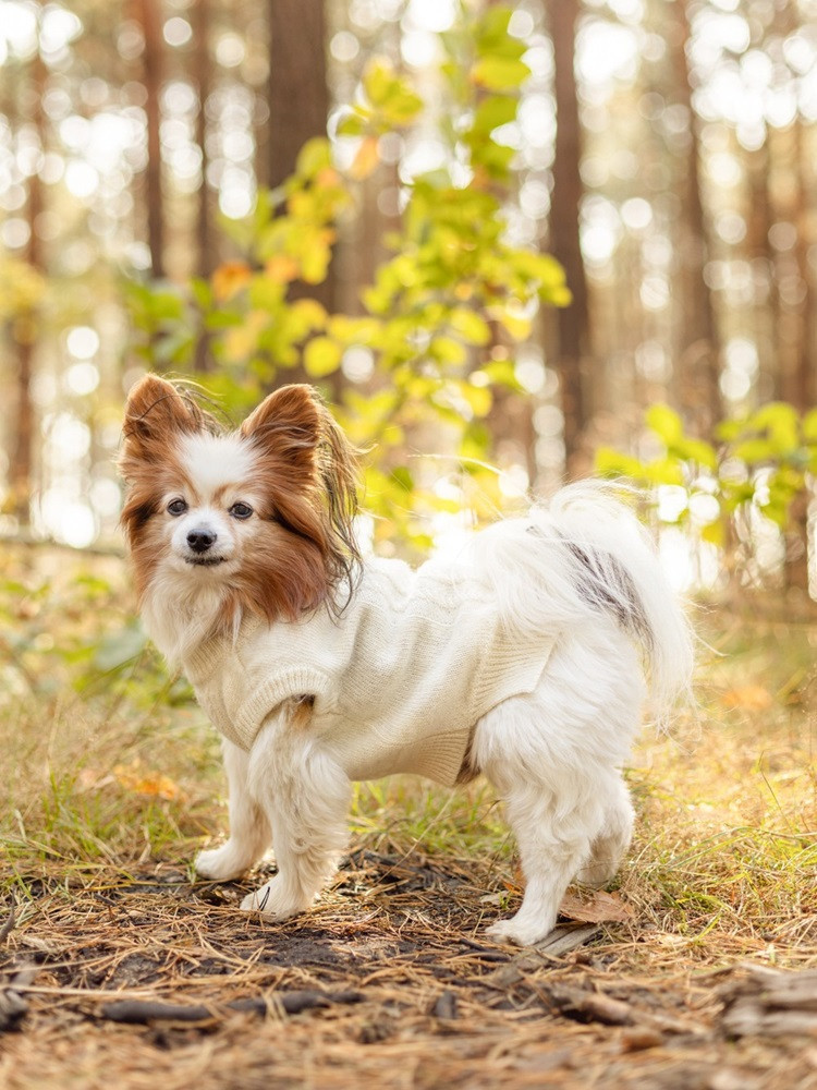 Wool sweater for a dog XXS-S